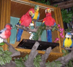 Elektronisches Vogeltheater