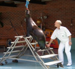 Seelöwenshow