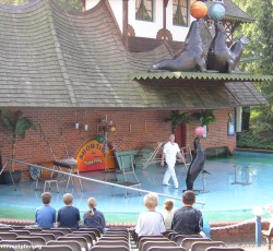 Seelöwenshow