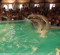 Delphin Show