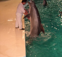 Delphin Show
