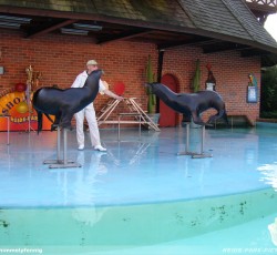 Seelöwenshow