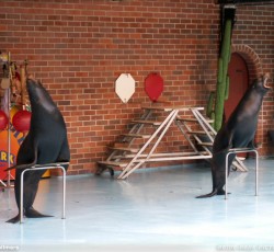 Seelöwenshow