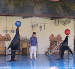 Seelöwenshow