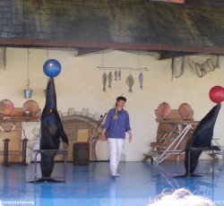 Seelöwenshow
