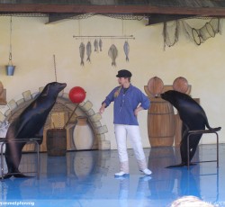 Seelöwenshow