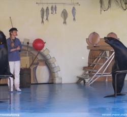 Seelöwenshow