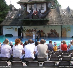Seelöwenshow