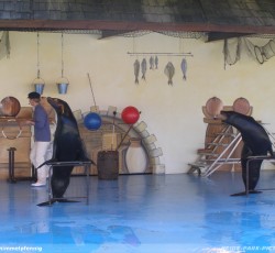 Seelöwenshow