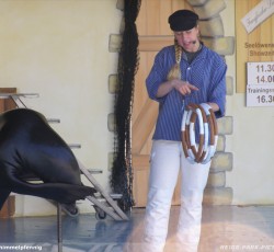 Seelöwenshow