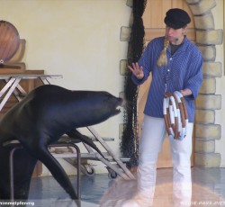 Seelöwenshow