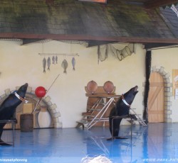 Seelöwenshow