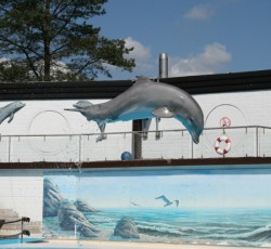 Delfinshow