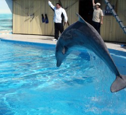 Delfinshow