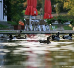 Enten