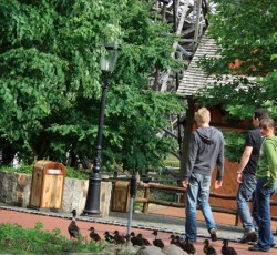 Entenfamilie auf Colossos