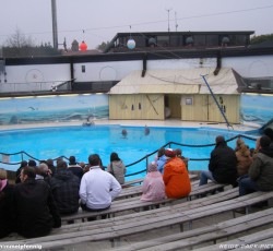 Letzte Delfinshow