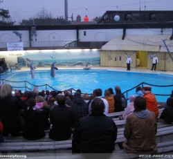Letzte Delfinshow
