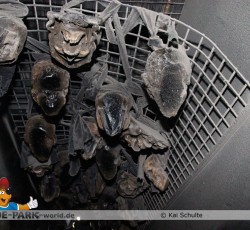 Krake lebt! Backstage