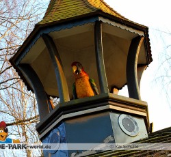 Papagei Wichtelhausen