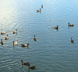 G&auml;nse 