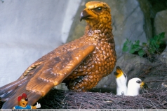 DekoAdler