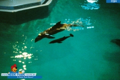 840615_delphingeburt_02