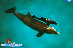 840615_delphingeburt_03