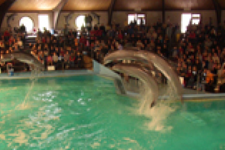 Delfinarium