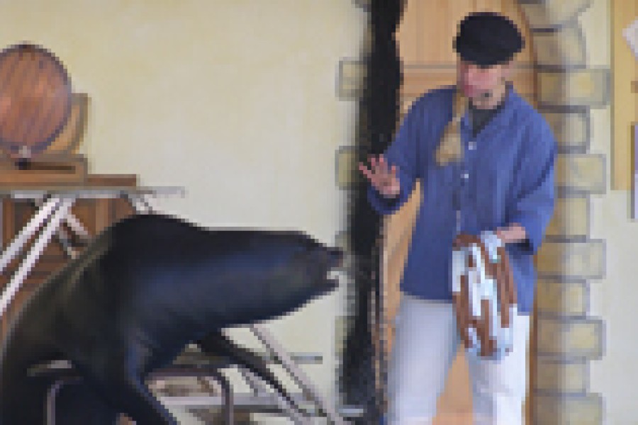 Seelöwenshow